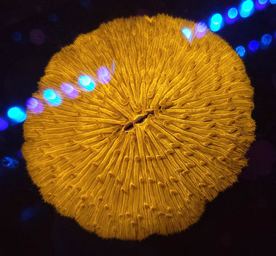 Large Orange Plate Coral
