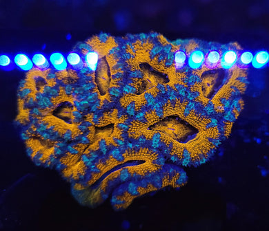 Sunset Acan Colony