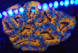 Frost Stripe Sunset Acan Colony