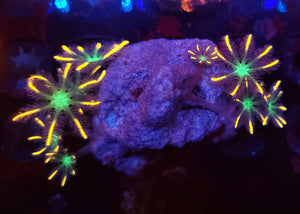 Firework Clove Polyp Rock