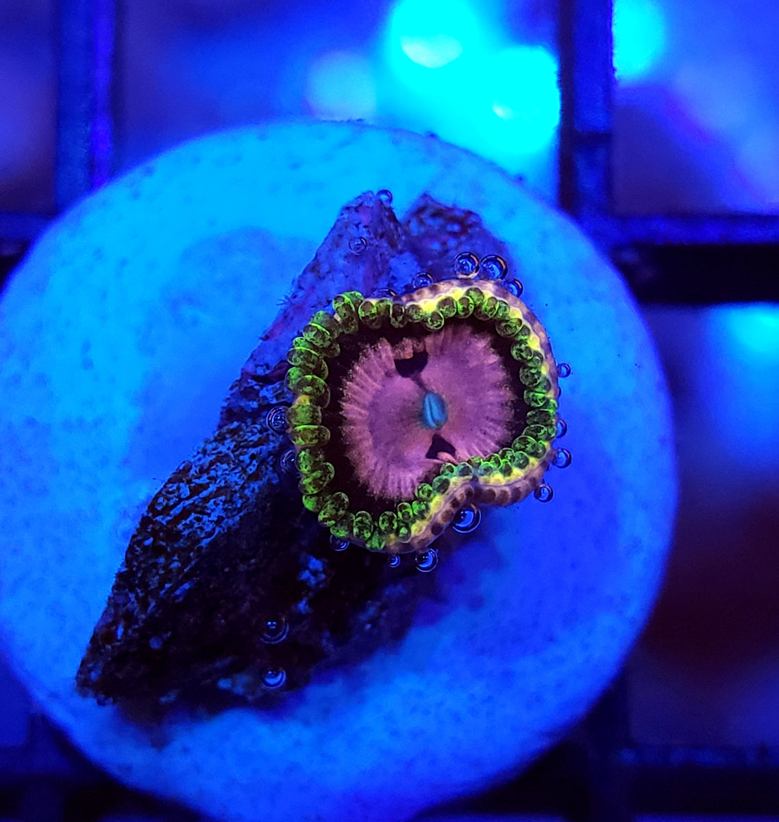 RR Pink Diamond Zoa – Savage Reef