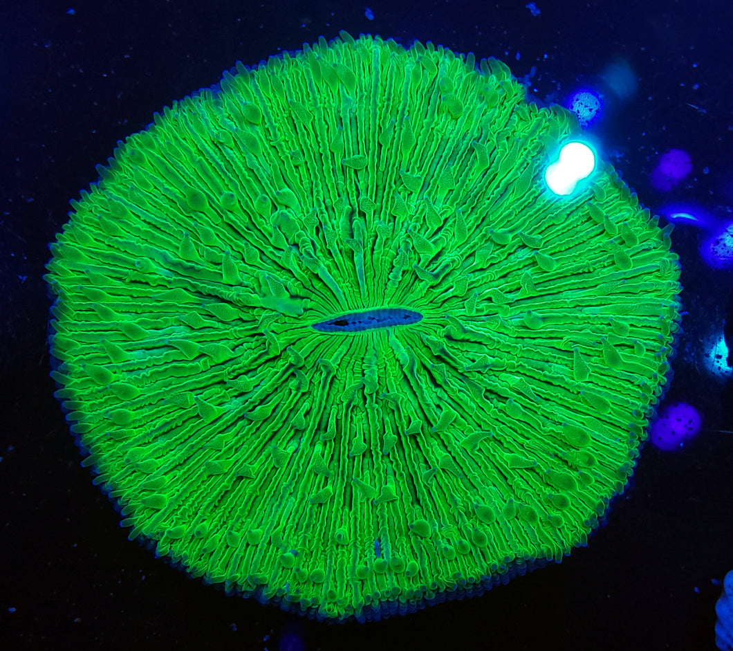 Ultra Green Plate Coral