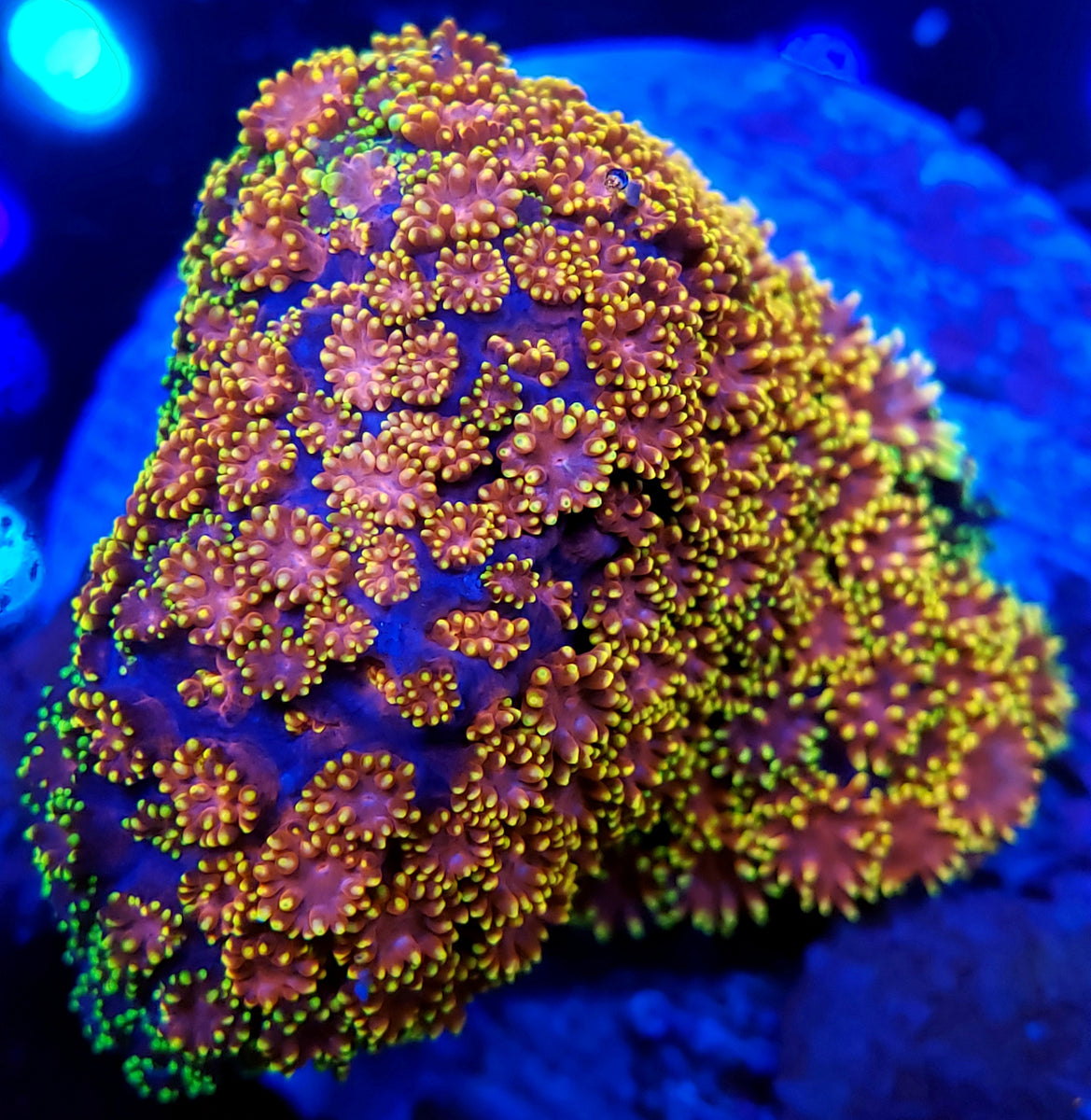 Gonzo XXX Goni frag