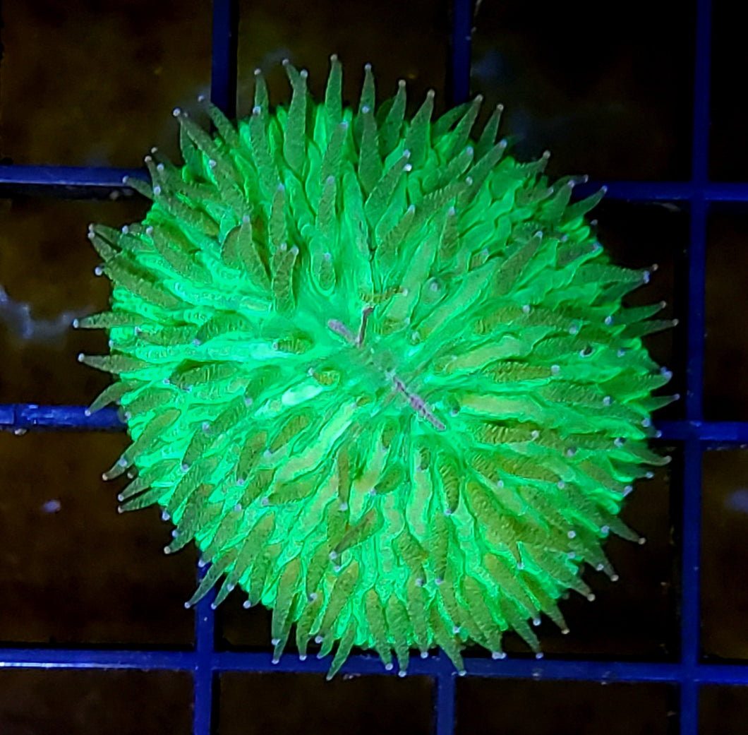Metallic Green Dome Plate Coral