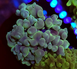Metallic Green Bubble Coral