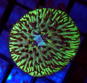 Purple Tentacle Metallic Green Plate Coral