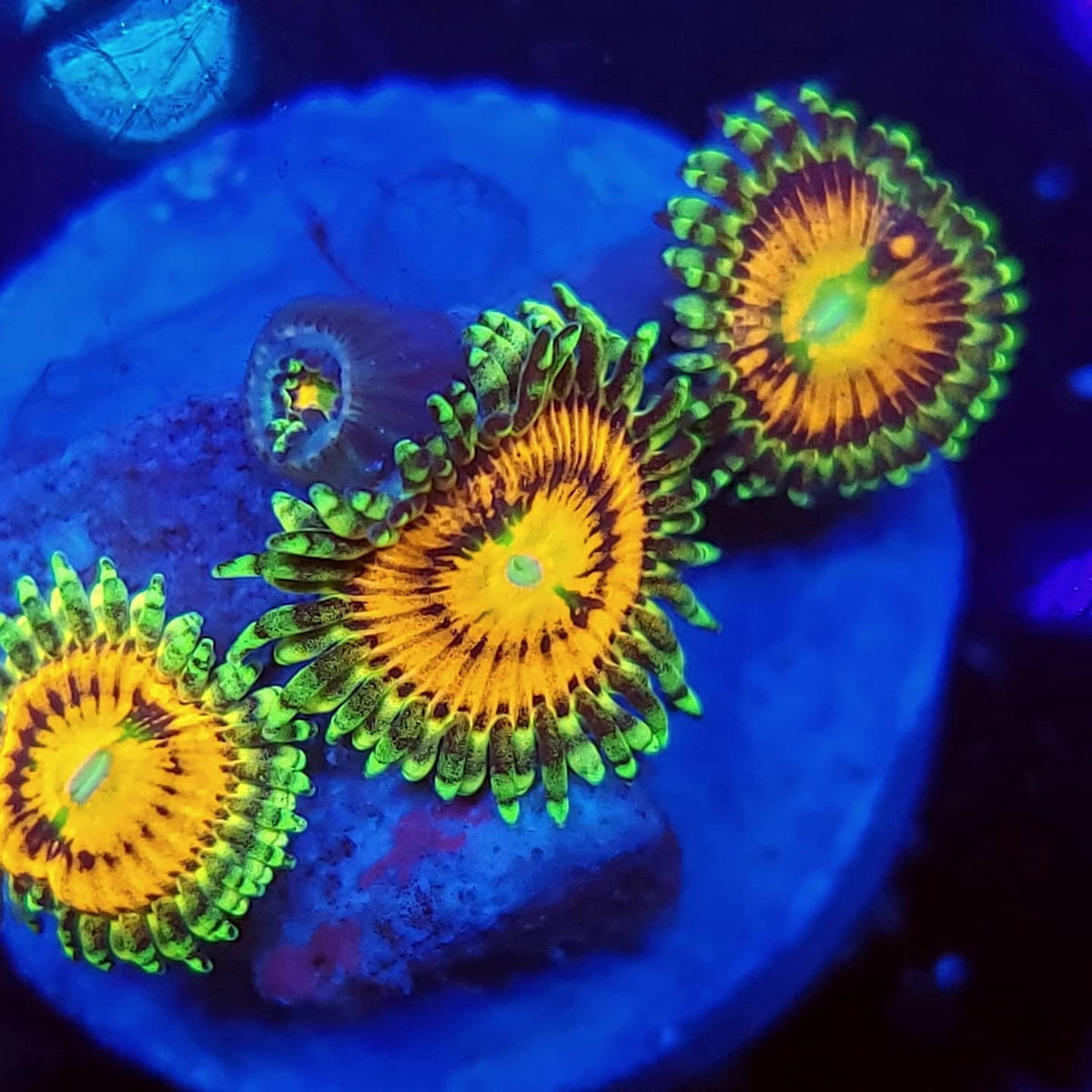 Rainbow Incinerator Zoas