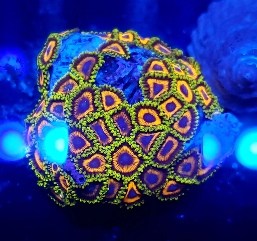 Jungle Juice Zoa frag