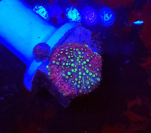 Lava Lamp Mushroom