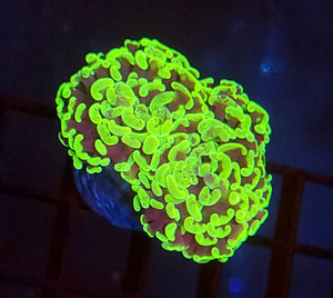 Ultra Toxic Splatter Hammer (Branching)