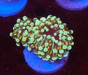 Double Neon Tip Gold Stem Cristata Torch