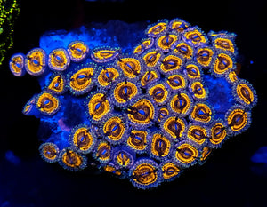 Pink Panther Zoa frag (5-7p+)