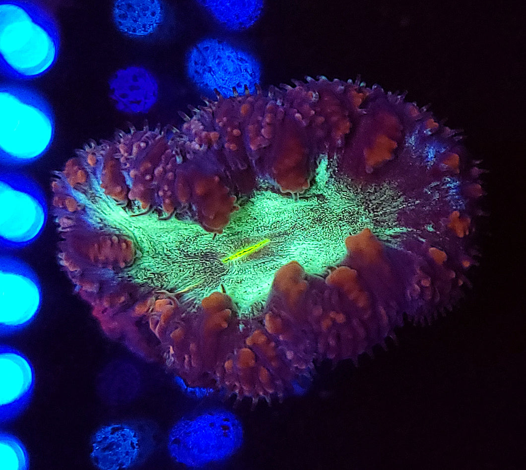 Pink & Teal Blasto