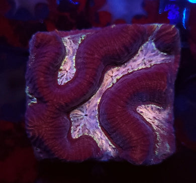 Pink Plasma Platygyre