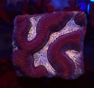 Pink Plasma Platygyre