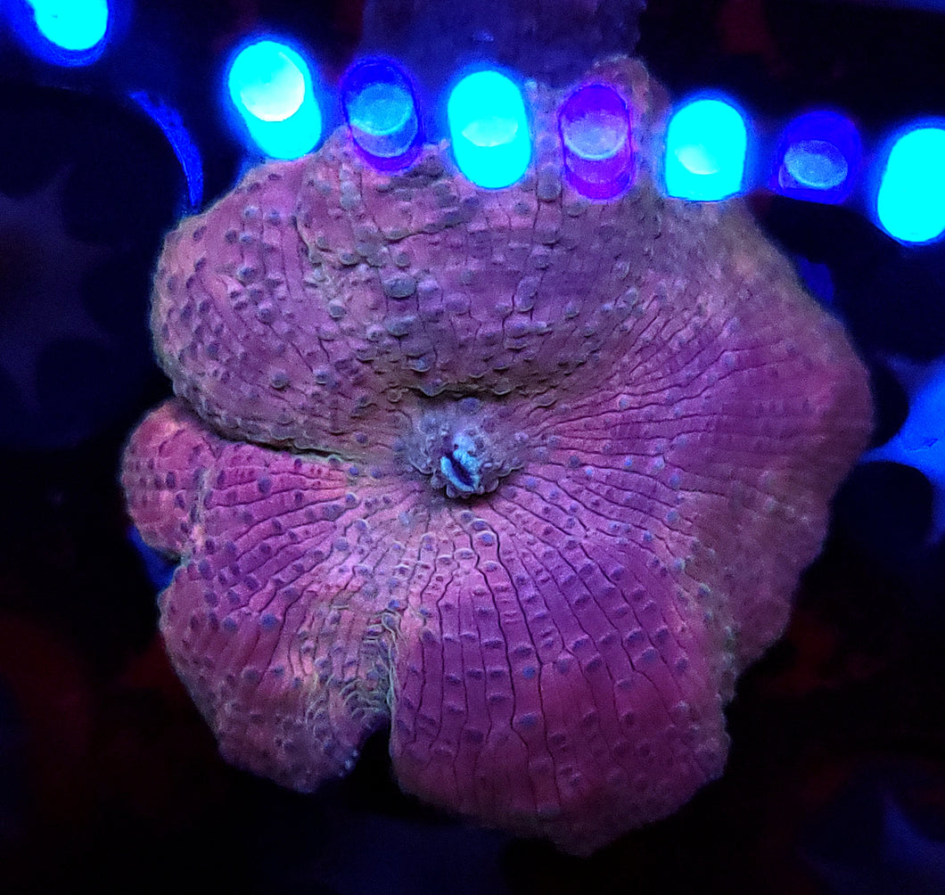 Funky Discoma Mushroom