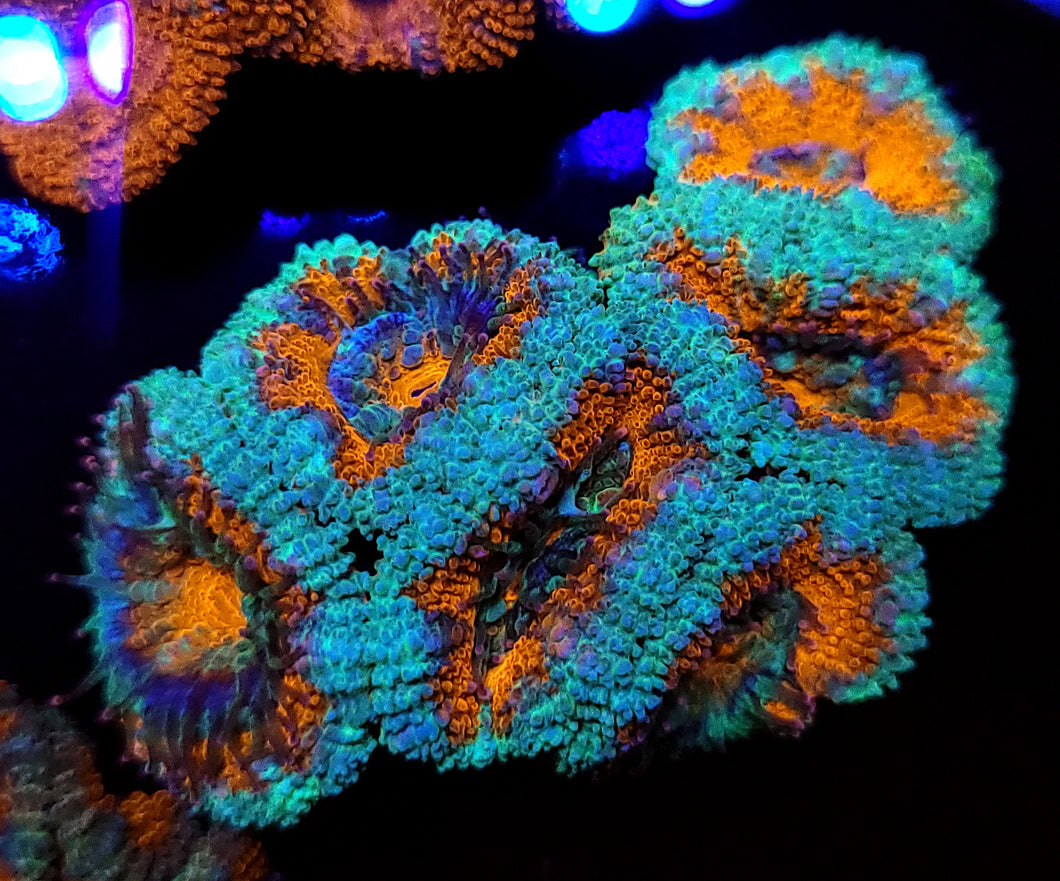 Blue Crush Acan Chunk