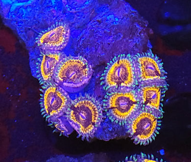 Pink Panther Zoa Rock