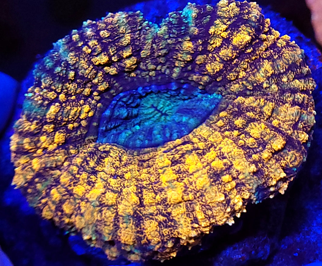 Pink Symphyllia (4inch+)