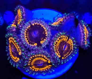 Pink Panther Zoas