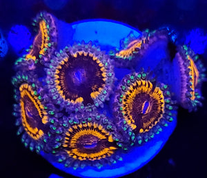 Pink Panther Zoas