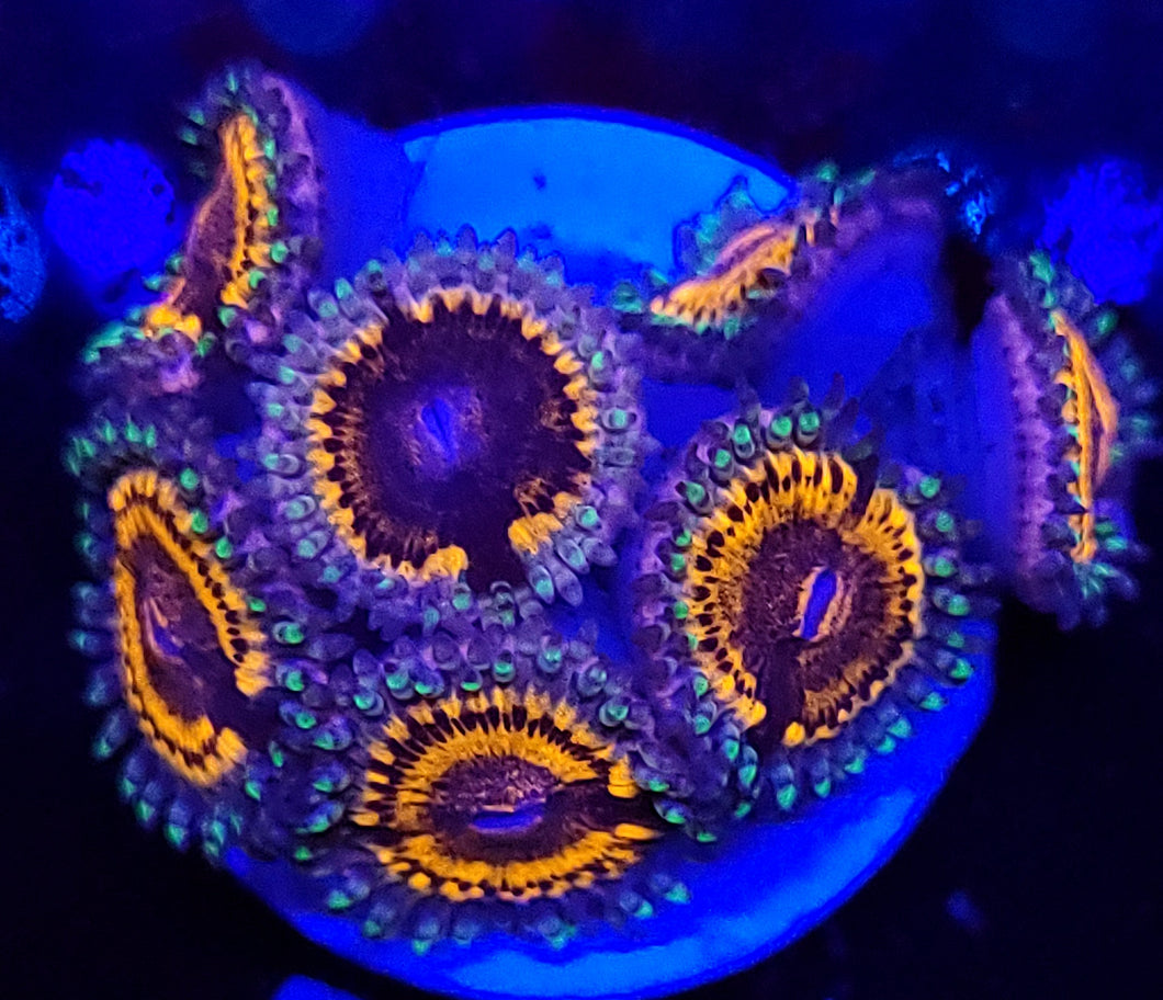 Pink Panther Zoas