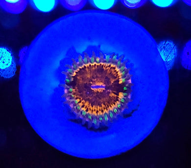 Pink Panther Zoa