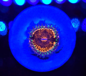 Pink Panther Zoa