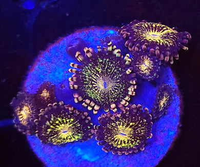 Pink Pandora Zoa frag (3-5polyp)