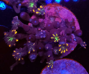 Firework Clove Polyps