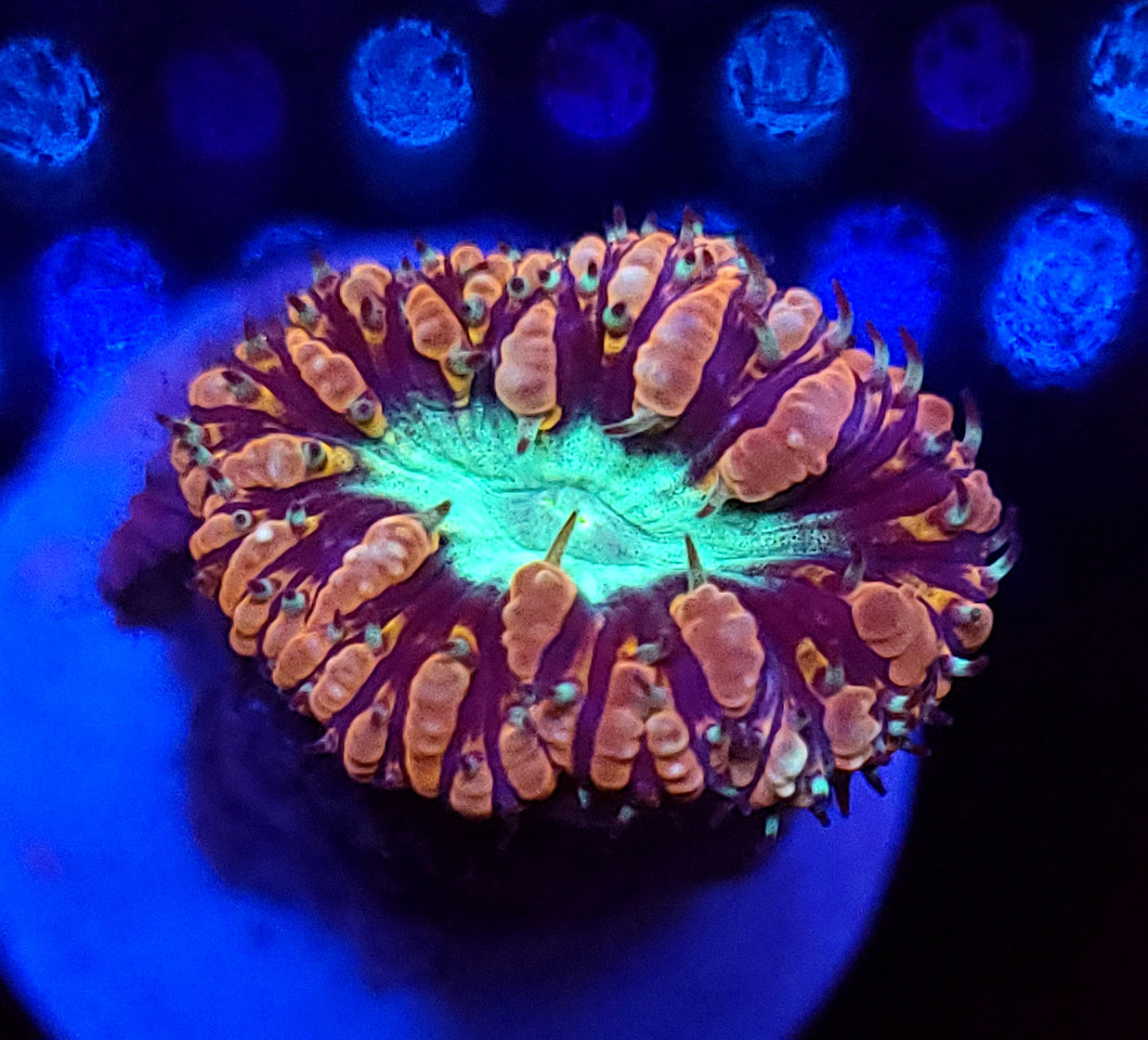Pink & Teal Blasto