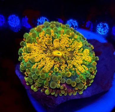 Rainbow Grail Yuma Mushroom