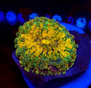 Rainbow Grail Yuma Mushroom