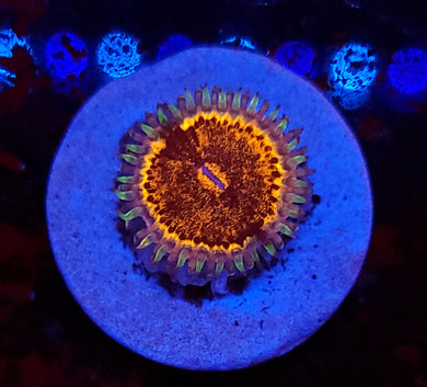 Pink Panther Zoa