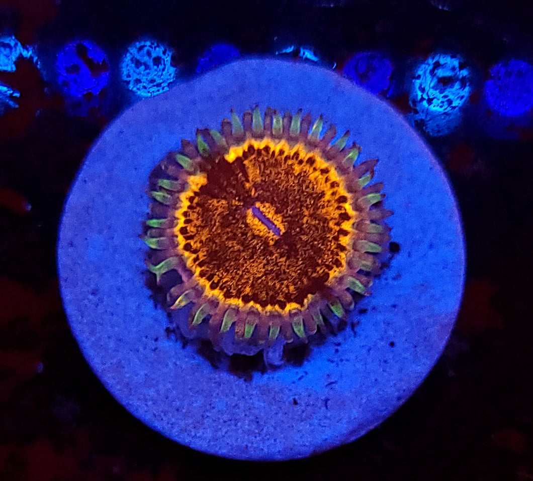Pink Panther Zoa