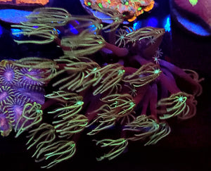 Pipe Organ Coral