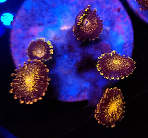 Pink Pandora Zoas