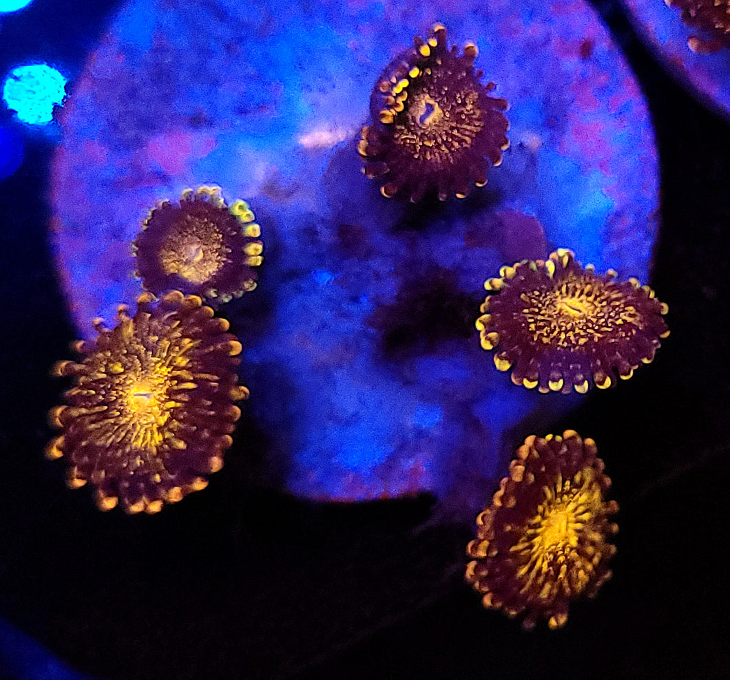Pink Pandora Zoas