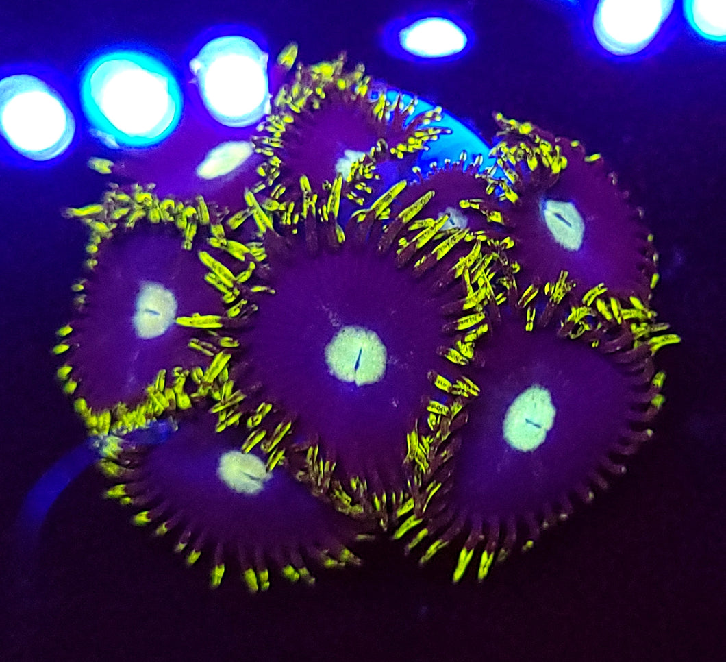 Blueberry Pie Zoas