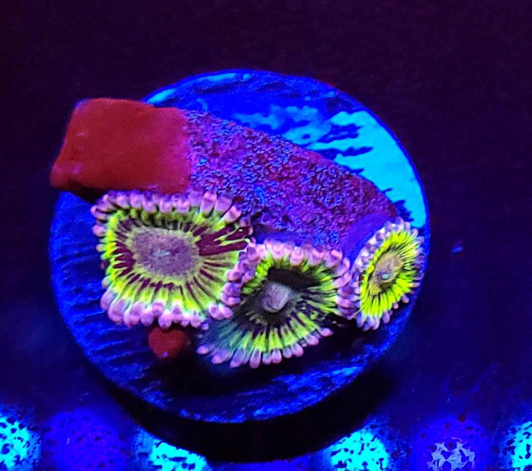 Stratocaster Zoas