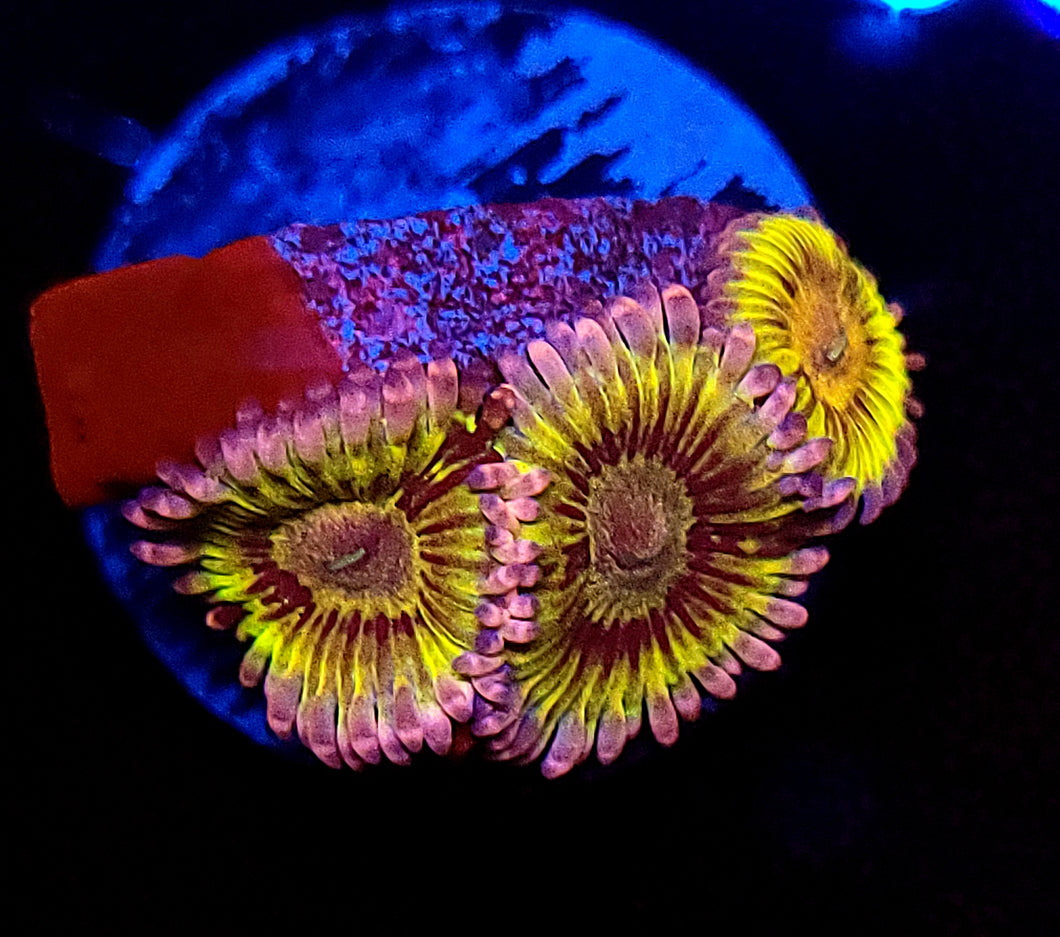 Stratocaster Zoas