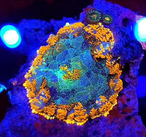 Sea Of Fire Rhodactis Mushroom/Zoa Rock