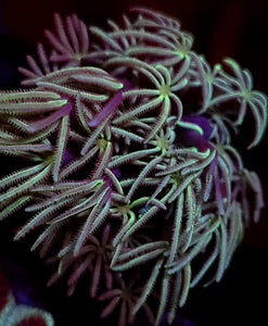 Pipe Organ Coral