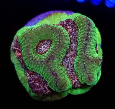 Pink Glitter Eye Platygyre