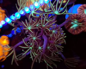 Pipe Organ Coral