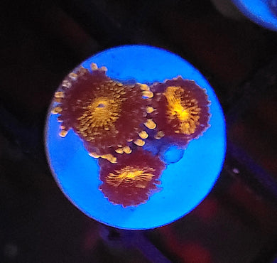 Pink Pandora Zoas