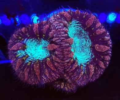 Pink & Teal Blasto Trio