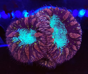 Pink & Teal Blasto Trio