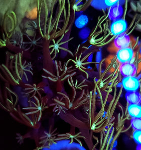 Pipe Organ Coral