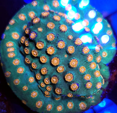 Alienpox Cyphastrea frag